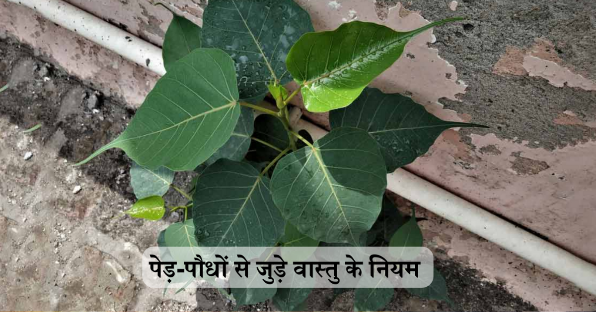 Vastu Upay : घर में उग आया पीपल कब नहीं माना जाता अशुभ, पेड़-पौधों से जुड़े इन 5 नियमों को जान लेंगे तो कभी नहीं होगी पैसों की कमी