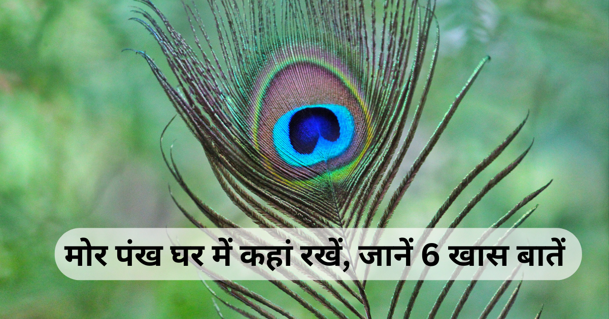 मोर पंख घर की किस दिशा में रखने से होता है धन लाभ, जानें मोर पंख से जुड़े वास्तु शास्त्र के 6 नियम
