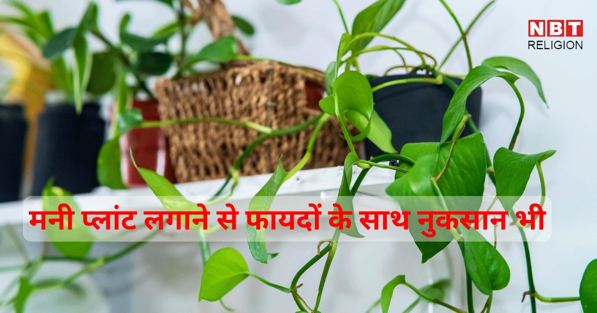 Money Plant Upay: मनी प्लांट लगाते समय ऐसी गलती न करें, लाभ की बजाय होगा नुकसान