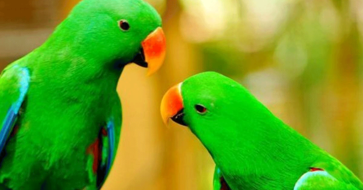 Parrot Benefits: तोता पालने के फायदे जानेंगे तो रह जाएंगे हैरान, बन सकते हैं धनवान