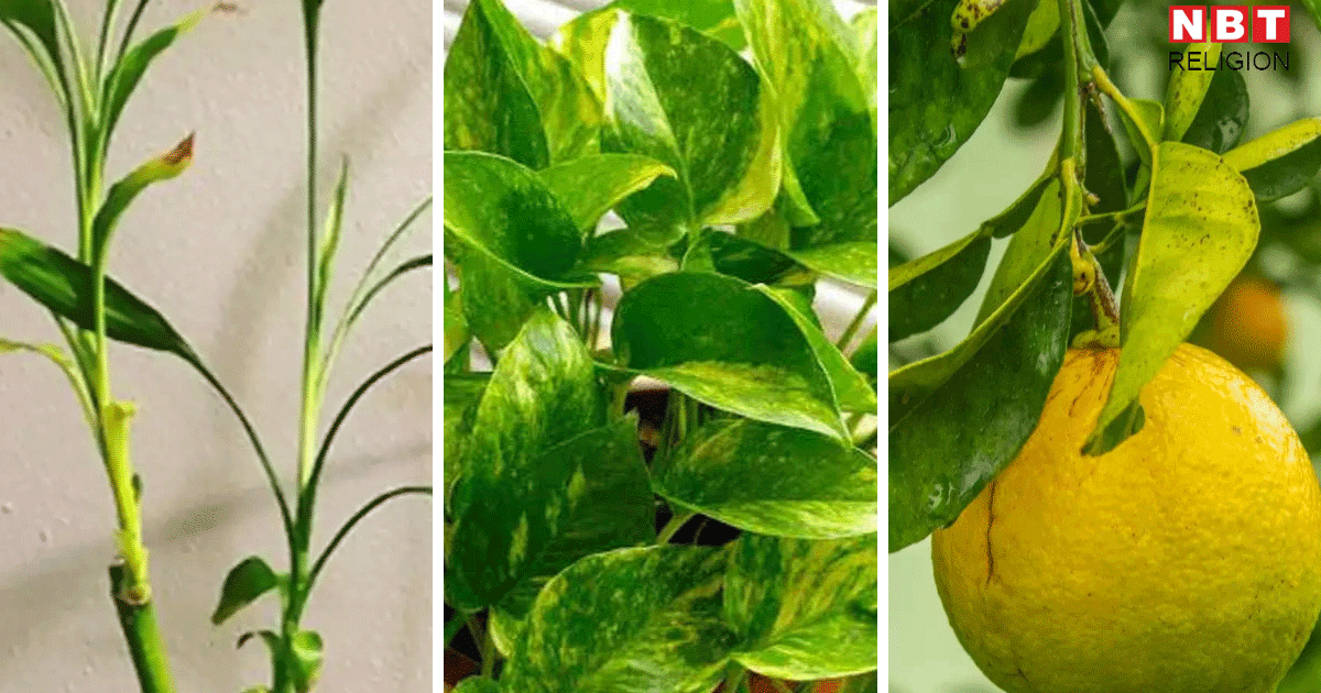 Plants For North Direction: उत्‍तर दिशा में रखें इनमें से कोई एक पौधा, मां लक्ष्‍मी चली आएंगी आपके घर