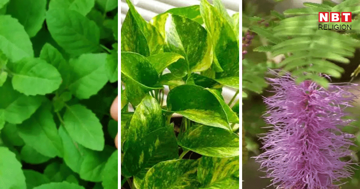 Vastu Tips: तुलसी के अलावा इन 5 पौधों को भूलकर भी दक्षिण दिशा में न लगाएं