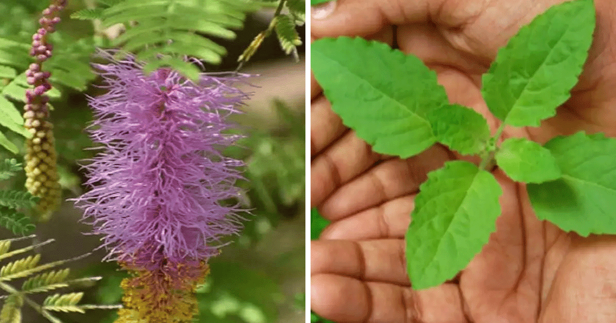 Lucky Plants for Sawan: सावन में इन 5 पौधों को लगाने से प्रसन्‍न होते हैं महादेव, घर में आती है पॉजिटिव एनर्जी