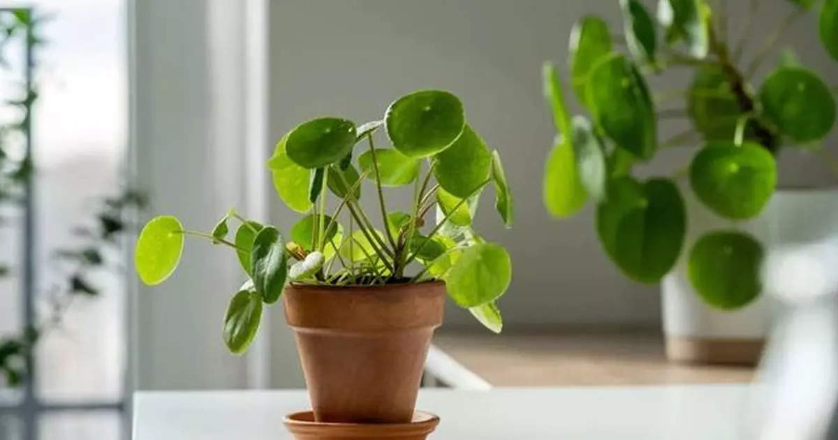 Money Plant Ke Upay:घर के इस दिशा में लगाएं मनी प्लांट, तभी मिलेगा धन समृद्धि का भरपूर फायदा