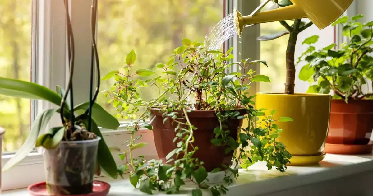 Lucky Plants For Home: घर में लगाएं ये 6 चमत्कारिक पौधे, नौकरी व व्यापार में होगी खूब तरक्की