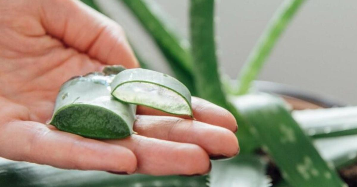 Aloe Vera Upay : सुंदर ही नहीं आपको सौभाग्‍यशाली भी बनाता है ऐलोवेरा का पौधा, जानें कैसे