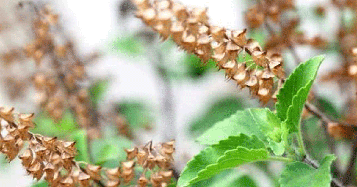 Tulsi Vastu Tips: घर में यहां लगाएं तुलसी का पौधा, बरसेगा धन, मां लक्ष्‍मी होंगी प्रसन्‍न