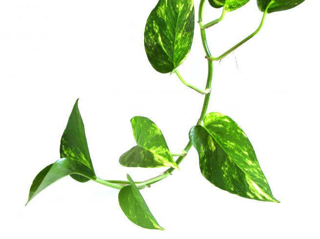 वास्‍तुशास्‍त्र : मनी प्‍लांट लगाते समय रखें दिशा का खास ख्‍याल, हो जाएंगे मालामाल