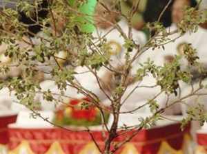 परिवार पर संकट और आर्थिक परेशानी का संकेत भी देती है तुलसी, ऐसे जानें