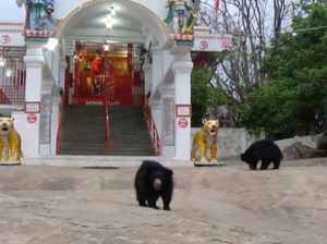 Navratri 2018: यहां भालू का पूरा परिवार है माता का भक्त, आरती और परिक्रमा कर लेता है प्रसाद