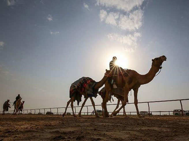 ऊंट बांधने के लिए रस्सी पड़ी कम, व्यापारी ने इस तरह कल्पना की